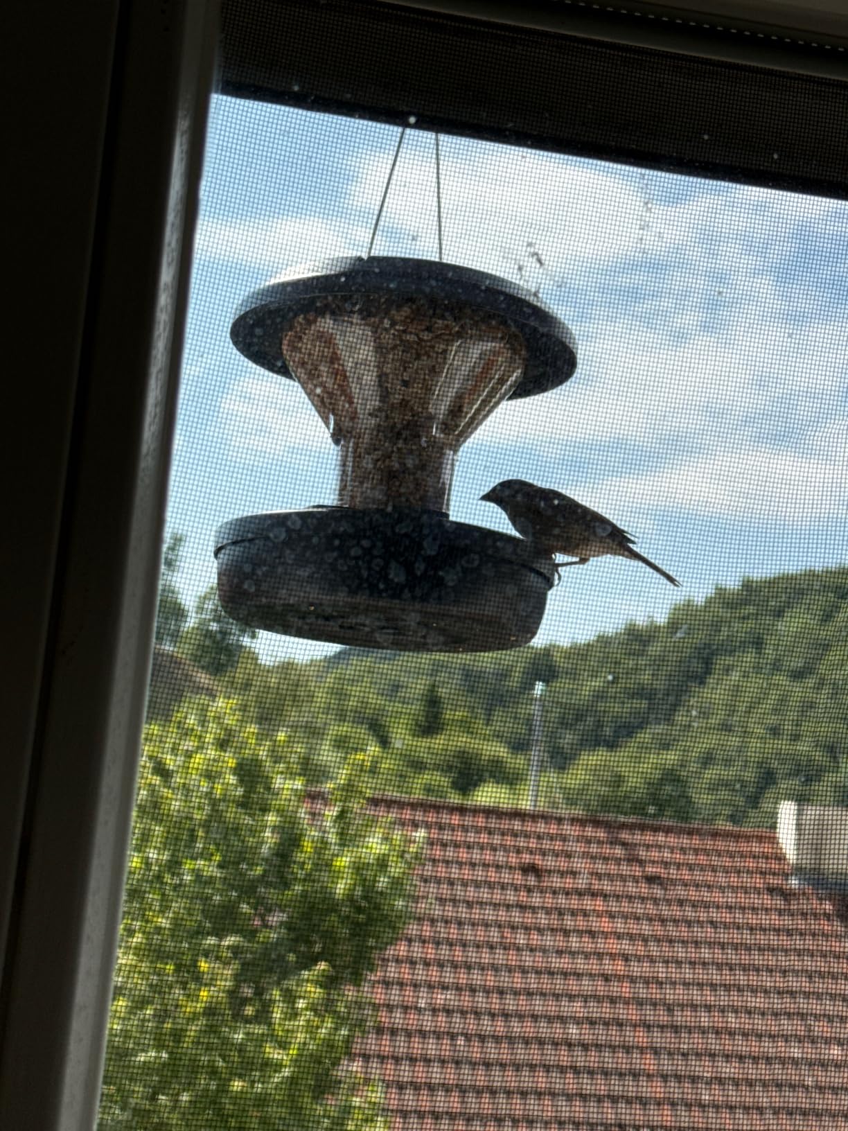 Endlich Ruhe vor Eichhörnchen