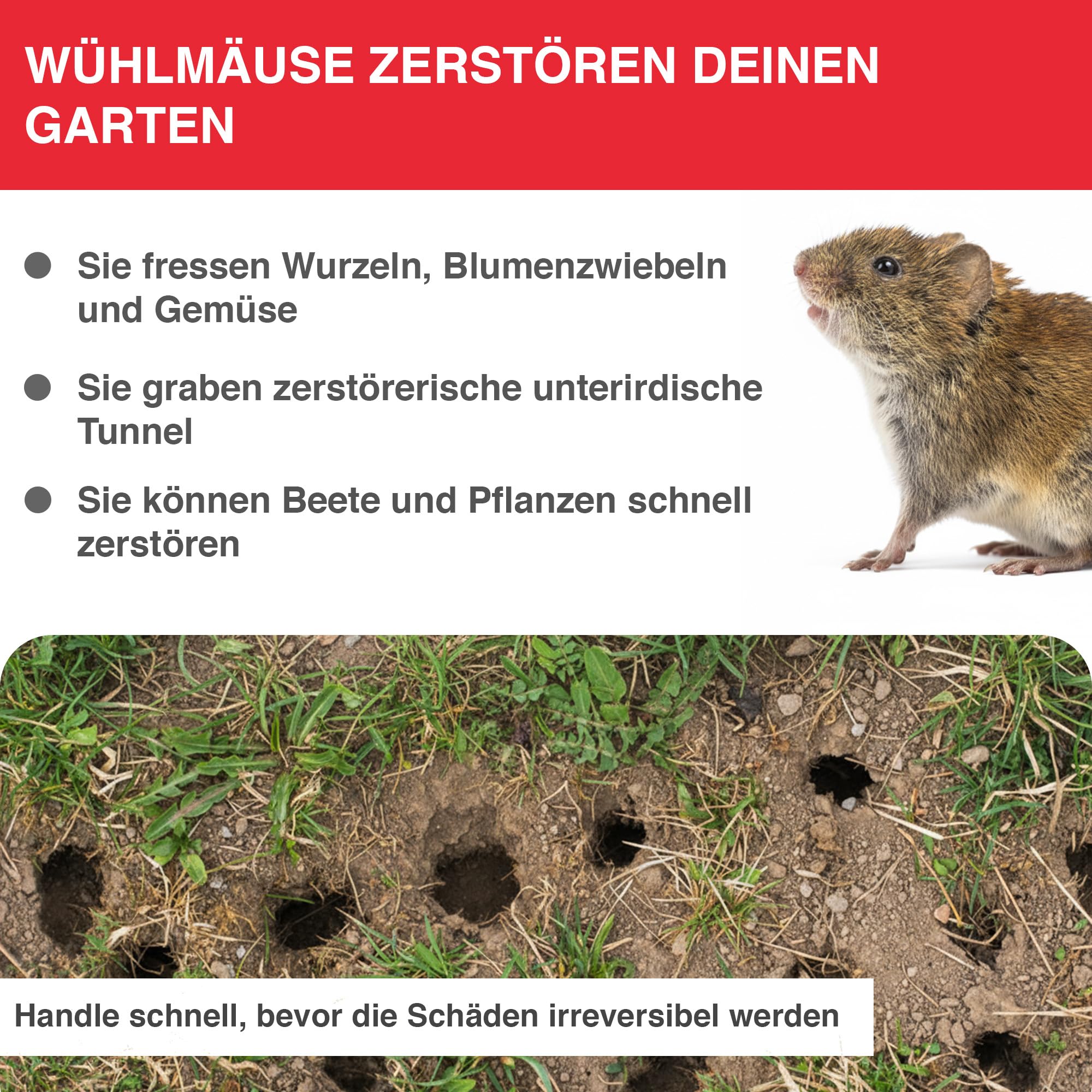 swissinno-w-hlmausfalle-pro-supercat-inkl-zubeh-rset-2-schlagfallen-gegen-feld-u image 2