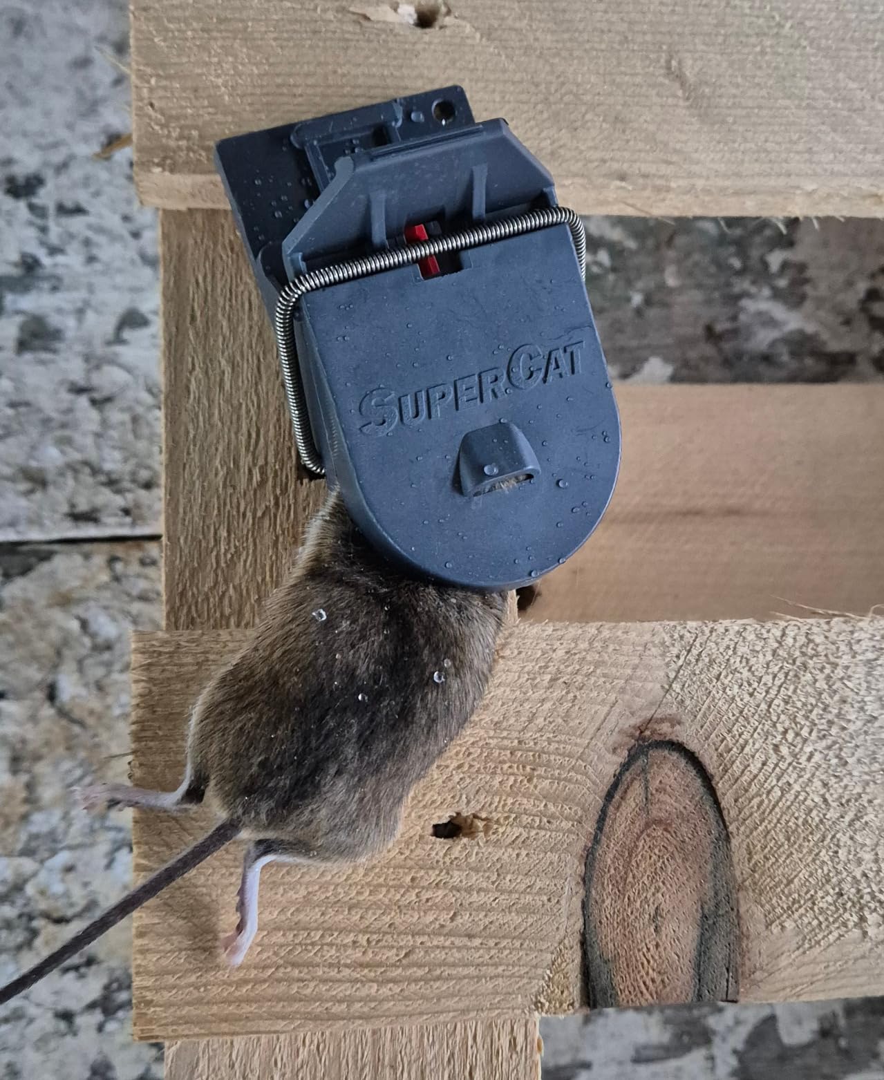 Endlich Ruhe im Schuppen